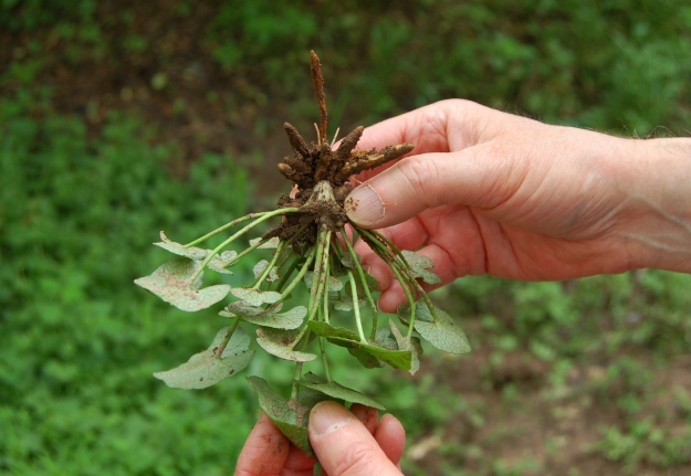 Tuber-like roots and underside of leaves, pale and deeply veined, are distinctive. 