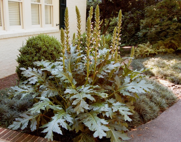 'Summer Beauty', a hybrid of Acanthus mollis and Acanthus spinosus.