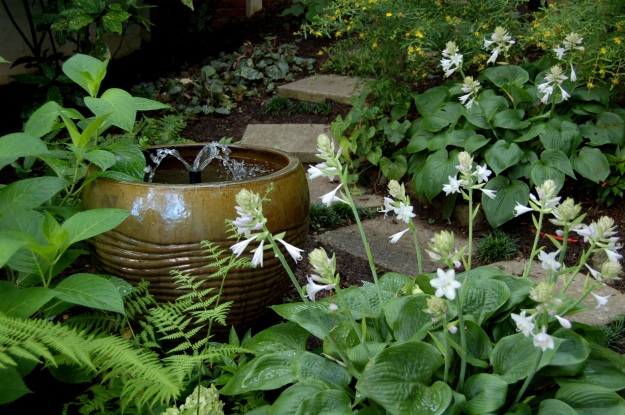 July--The white flowers of hosta scent the secret garden with their perfume.