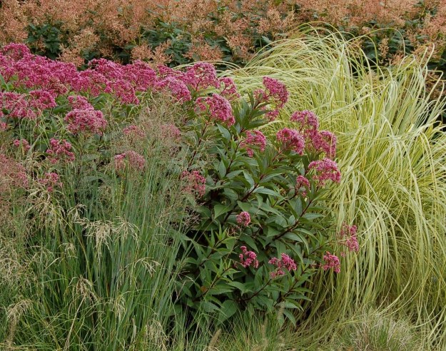 Eutrochium purpureum (our native joe-pye weed) in a border featuring ornamental grasses.