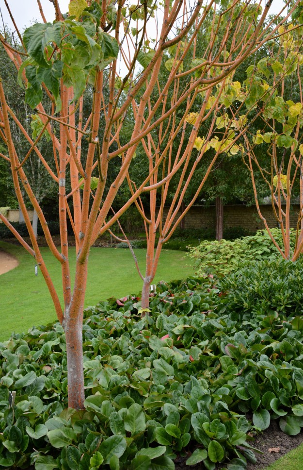 Acer x conspicuum ‘Phoenix'