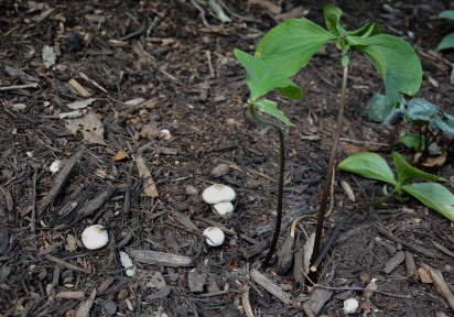 White button mushrooms under a trillium.